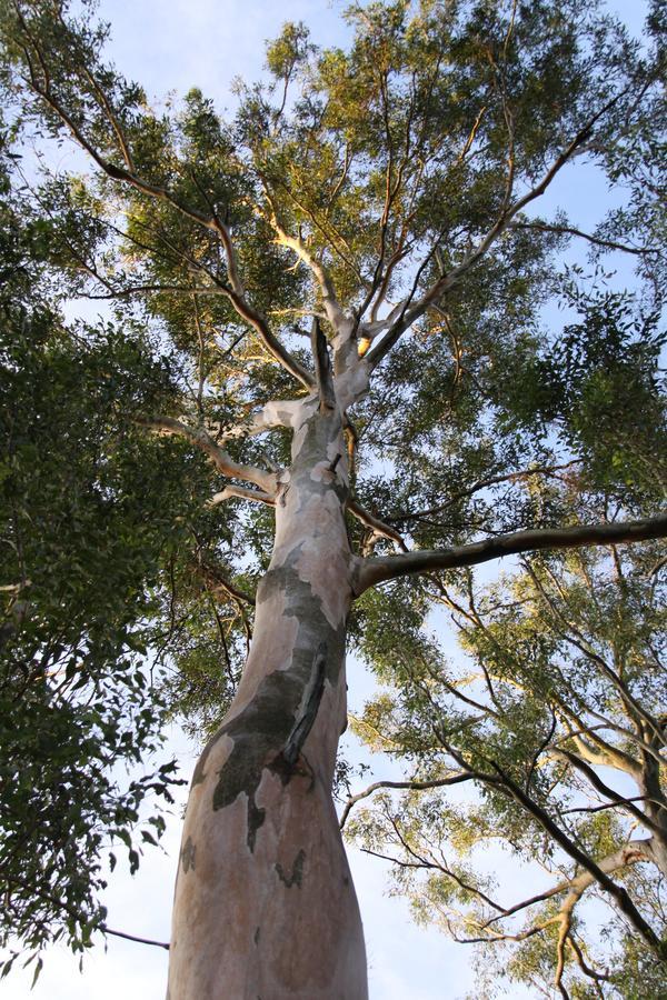 Paperbark Bed & Breakfast Brisbane Exteriör bild
