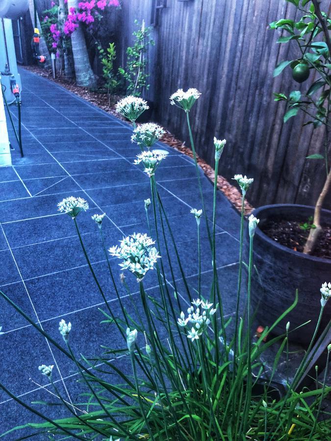 Paperbark Bed & Breakfast Brisbane Exteriör bild