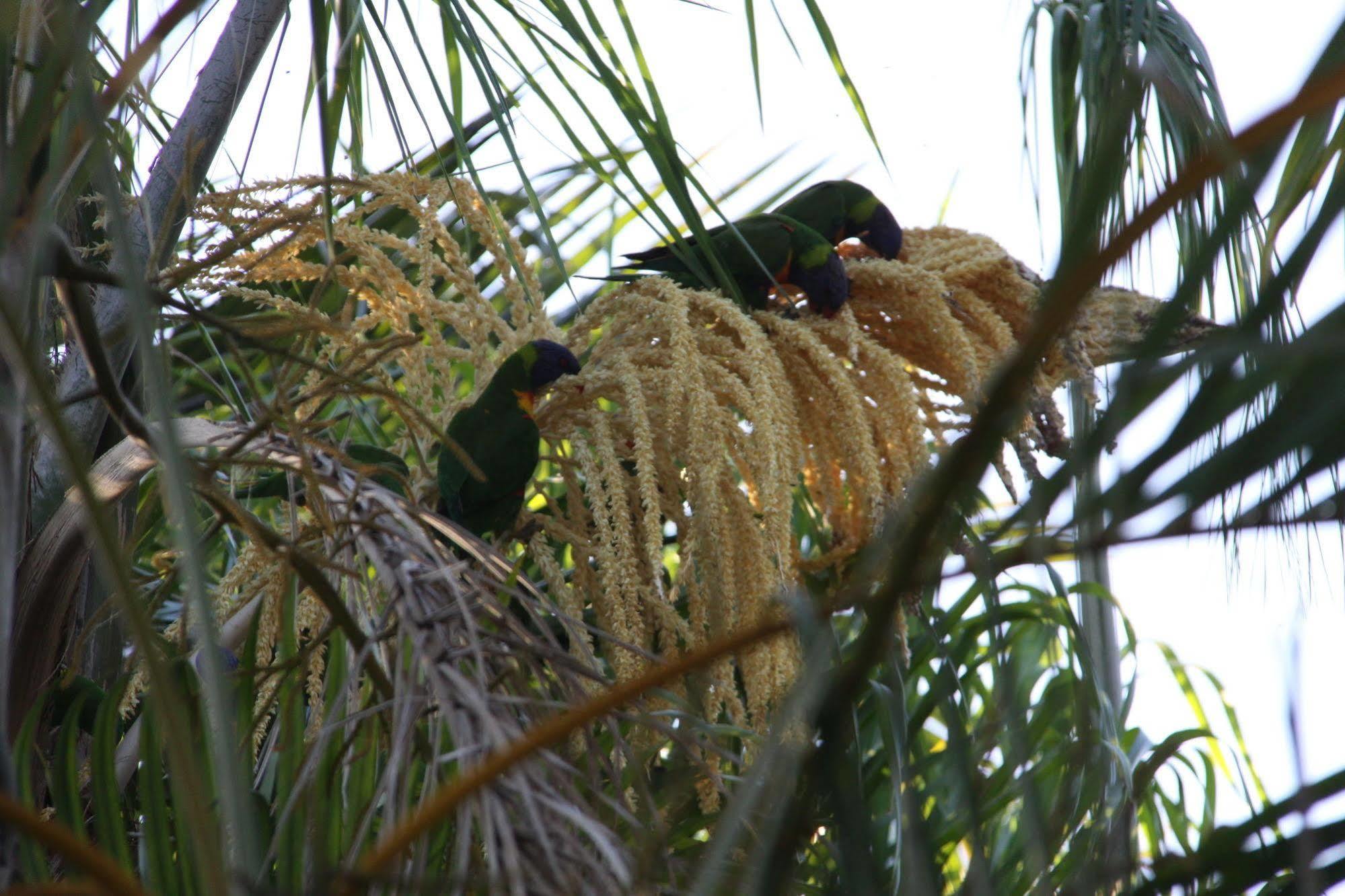 Paperbark Bed & Breakfast Brisbane Exteriör bild
